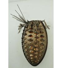 STONEYCREEK PINECONE